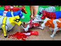 QURBANI IDULIDHA 🐮‼️ WADIDAU PROSES POTONG SAPI SIMOLASI QURBANI IDULIDHA COW CARTOON@toystory7209