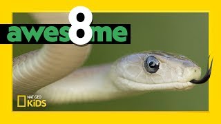 Super Serpents That Slither | Awesome 8