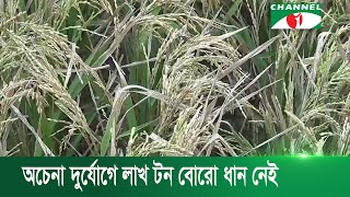 আকস্মিক গরম বাতাসে ২১ জেলার কৃষকের স্বপ্ন ভেঙে গেছে | Channel i News