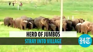 Watch: 26 elephants stray into village area in Andhra Pradesh’s Chittoor