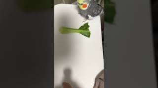 反抗期のオカメインコゾロ