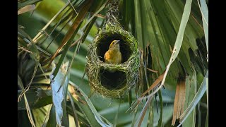 Baya Weaver | Baya Weaver Nest | বাবুই পাখির বাসা | Wildlife Videography | Bong Wild Explorer