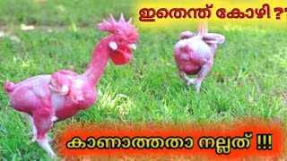 മനുഷ്യ നിർമിതമായ 5 വ്യത്യസ്തജീവികൾ krish info 007