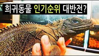 [쩡글TV] 파충류 이해 안되는 인기순위 1위. 왜 그런거임?