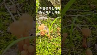 산행중 만나본 이 버섯의정체는?#갈참나무#shorts