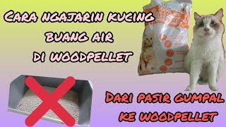 CARA MENGAJARI KUCING PUP/PIP DI WOODPELLET