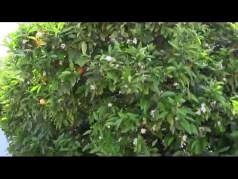 Pruning Citrus Trees Pruning Citrus Trees