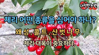 체리 종목 선택 심을 체리는?