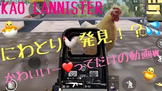 【PUBG Mobile 女性配信者】にわとり発見❤︎癒され旅