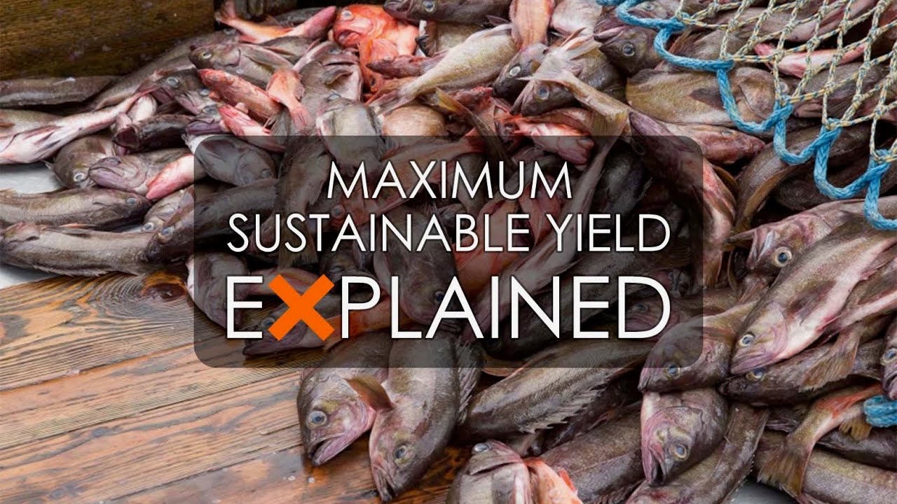 Maximum Sustainable Yield Includes At Pauline Dane Blog