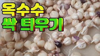 3일만에 옥수수 싹 틔우기