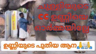 ഗുരുജിയിൽ ആന \u0026 CC ഉണ്ണി🙏🙏 #guruji balanarayanan elephant #chulliparambilvishnushankar