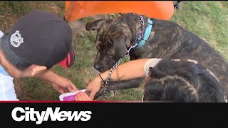 Weekend-long 'Pups in the Park' held in downtown Toronto