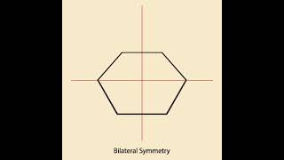 Bilateral Symmetry: Regular Hexagon