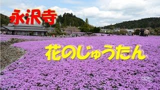 【関西お出かけスポット】 永沢寺 花のじゅうたん