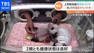 上野動物園双子のパンダ きょうで誕生から１か月