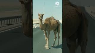 camel🐪 blocked road#camels#qatar