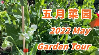 Garden Tour 带你逛逛我家的小菜园 五月菜园