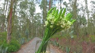 Ornithogalum White Stars ™