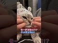 【猫動画】2024年の最高に可愛い猫たちまとめ shorts