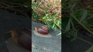 Равлики після дощику 🐌  #ukraine #shorts #snails