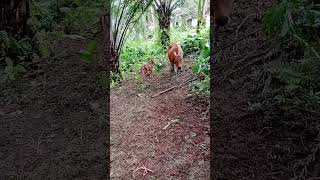 anak sapi Bali umur 2 minggu