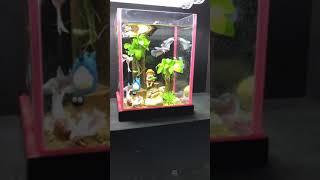 泰鬥了鬥魚展鬥 可移動式水草缸象耳母鬥魚群養