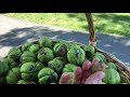 collecting and tasting hickory nuts