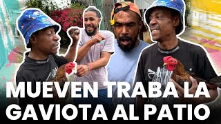 MUEVEN TRAB@ LA GAVIOTA, AL PATIO DE NUEVO. Mira el video completo,Broma🤣🤣🤣🤣🤣