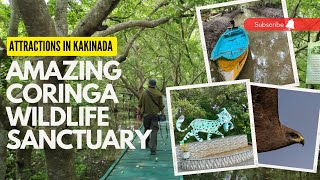 Coringa Wildlife Sanctuary, Kakinada | Amazing Mangrove Forest Walkways and Boating Experience