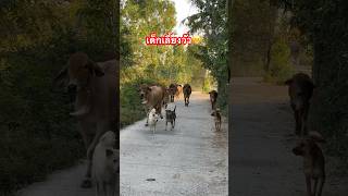 Dog helps owner raise cows สุนัขแสนรู้ช่วยเลี้ยงวัวพาวัวกลับบ้านทุกวัน #ชีวิตบ้านๆ #คนอีสาน