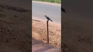 കാക്കയുടെ കൂടുണ്ടാക്കാൻ ഉള്ള ശ്രമം| crow started to collect materials for NEST making