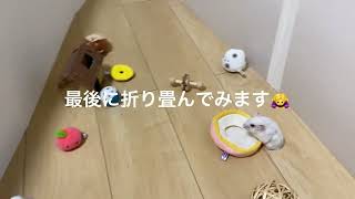 ハムスターの部屋んぽに使う囲いについて🐹🫧