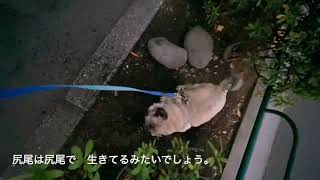 古希婆と僕ブル（パグ犬）激しくマーキングするブルです。