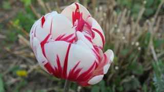 Tulpen im meinem Garten.April 2020.