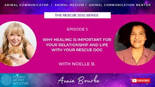 The Rescue Dog Series   Why Healing is important for your relationship and life with your rescue dog