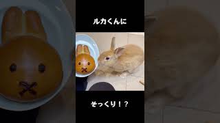 【うさぎパン】かわいすぎて買わずにはいられませんでした。120円。