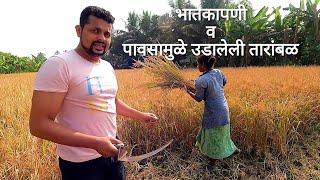 भातकापणी व पावसामुळे उडालेली तारांबळ | Rice harvesting