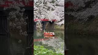 弘前公園桜祭り#北国の桜Hirosaki Park Cherry Blossom Festival#Northern Cherry Blossoms