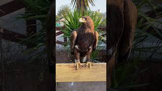 Hawk eagle #hawk #eagle #bird #birdslover #animals #alltruereviews #animalshorts #animallover #zoo