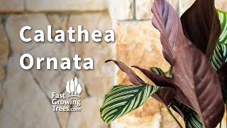 Calathea Ornata | FastGrowingTrees.com