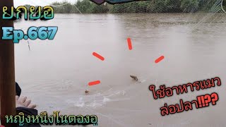 Ep.667 ล่าปลาบู่  #fishing #ยกยอ #ยกสะดุ้ง #ยกยอแม่น้ำมะ'65