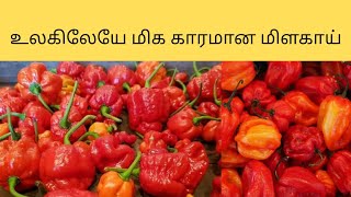 உலகிலேயே மிக காரமான மிளகாய்| hottest chilli in the world | Anytime Facts In Tamil