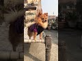 Puppylover Sunil is live