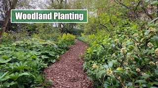 Tips and Tricks for Woodland Planting | My Favourite Perennials for Woodland Style \u0026 Conditions