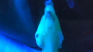 chris travis - h20
