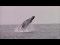 Best of Breaching Humpback Whales Monterey update today in 2019