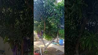 மாங்காய் மரம் 🌲 பாருங்கள்