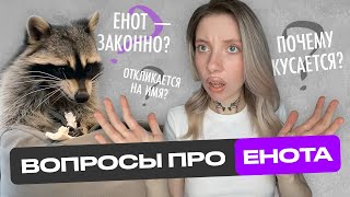 ПОЧЕМУ ЕНОТЫ КУСАЮТ? ЗАКОННО ЛИ ДЕРЖАТЬ? | ОТВЕЧАЕМ НА ВОПРОСЫ