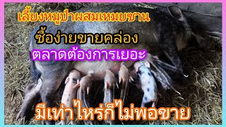 เลี้ยงหมูป่าพันธุ์ผสมเหมยซาน‼️จุดเริ่มต้นกำไรหลัก 1,000 สู่กำไรหลักหมื่น เลี้ยงง่ายลูกดก